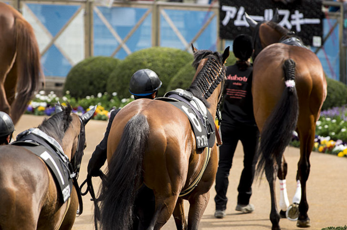 安田記念2023出走予定馬と血統傾向 ノーザンダンサー系の重要度が高い
