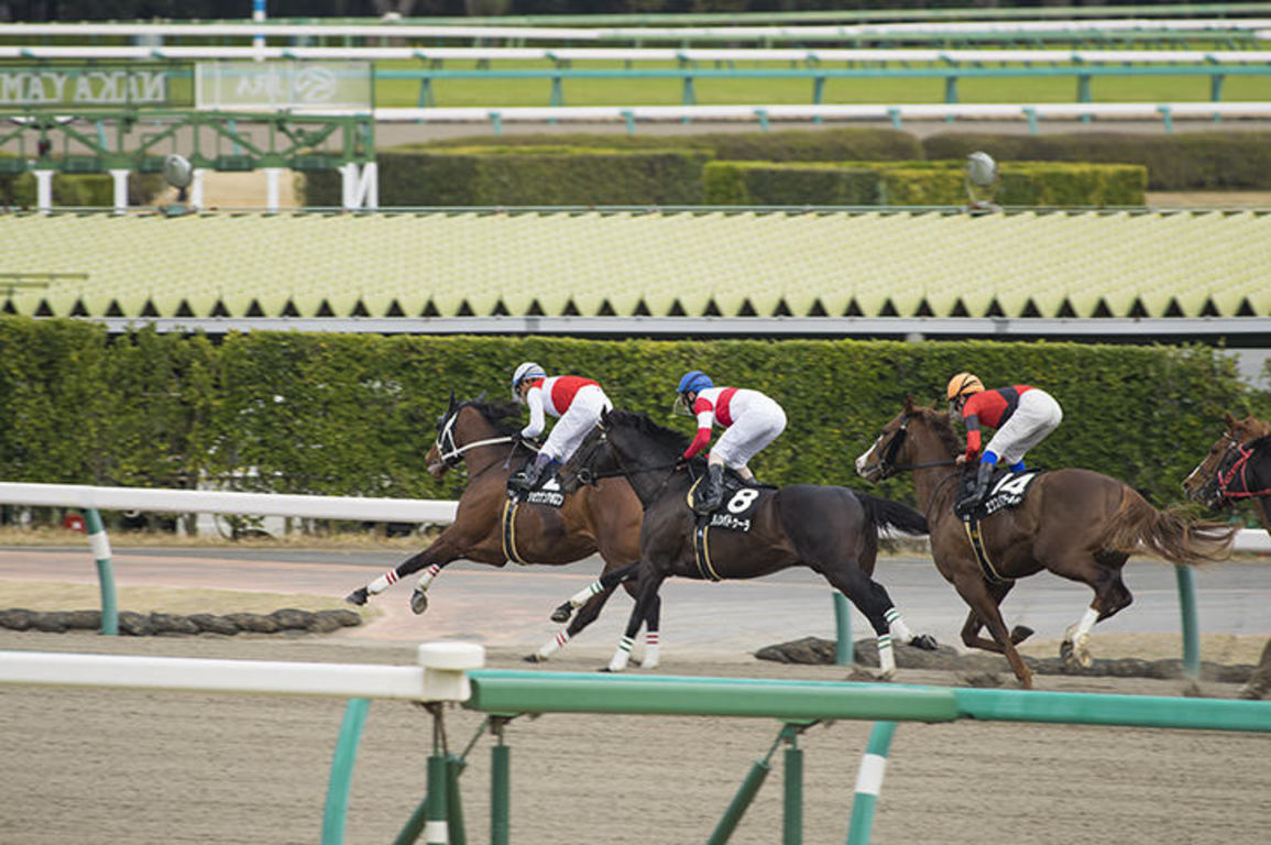 阪神カップ2021消去法データ推奨馬・上位から人気薄まで混戦模様の5頭が該当