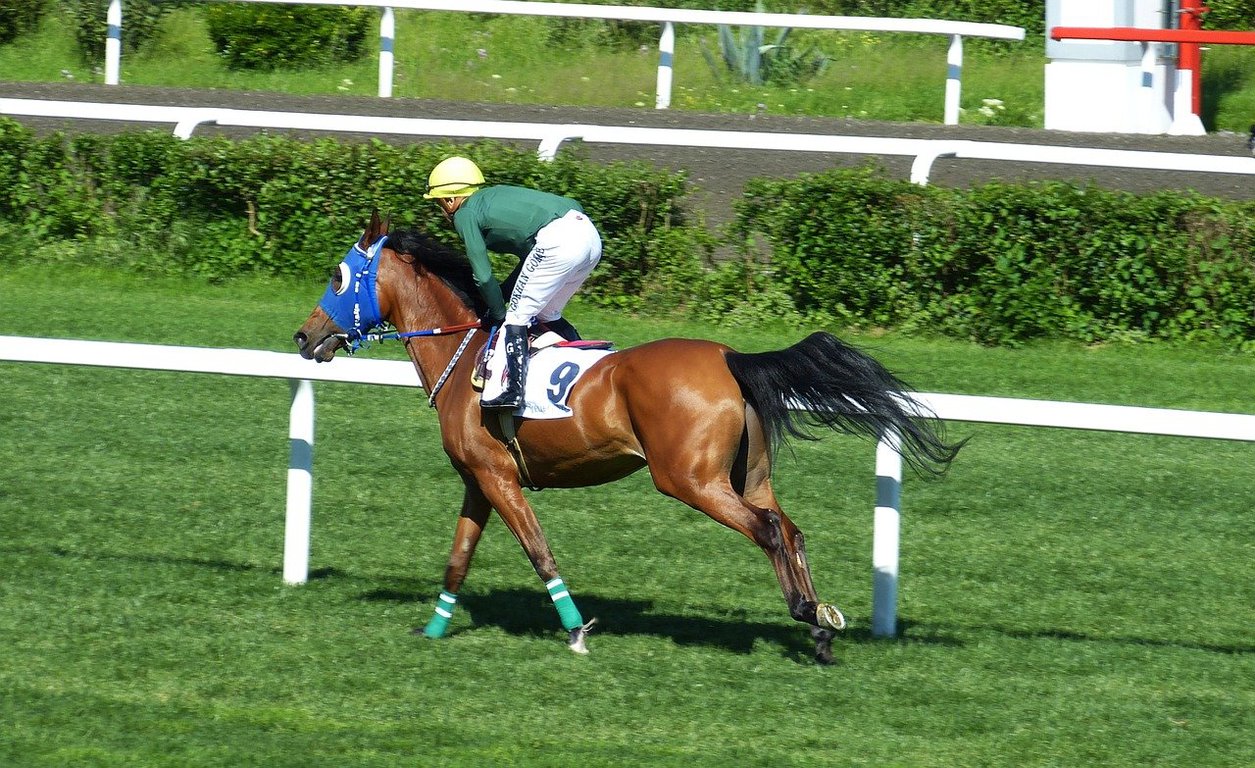 京成杯オータムH2023出走予定馬と血統傾向 意外に王道っぽい血統が走る